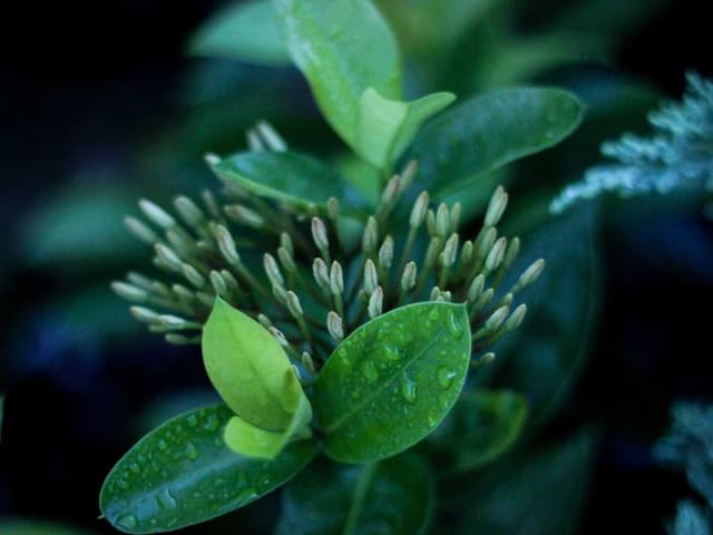 Polymarket Trading Bot